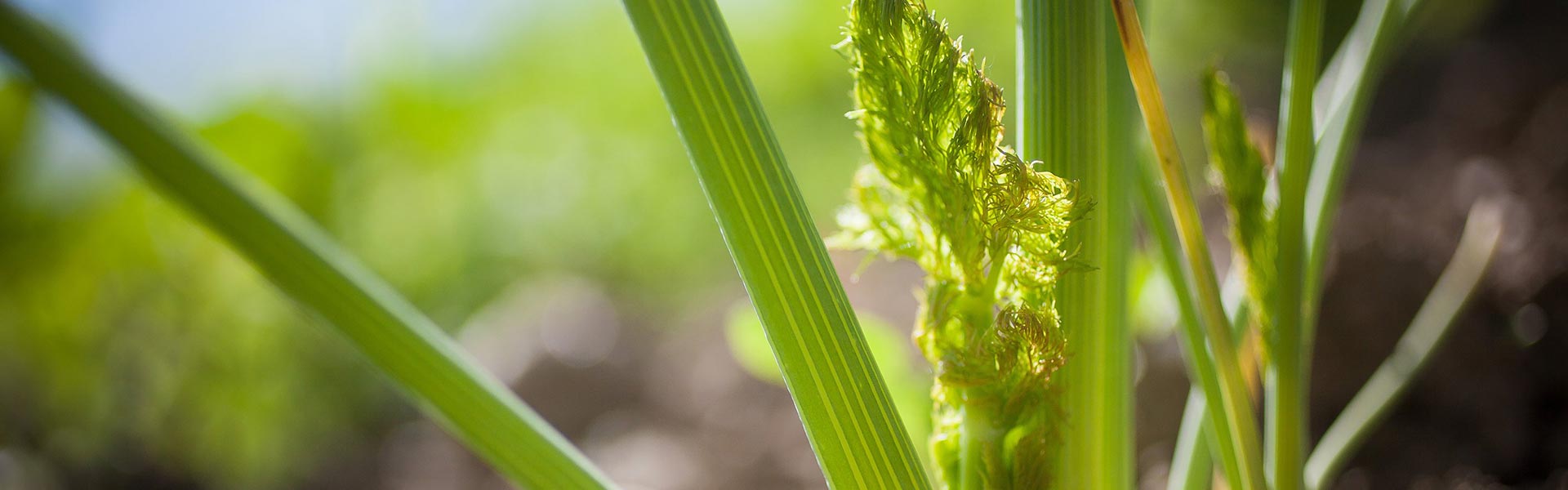 Close up of celery stalks.