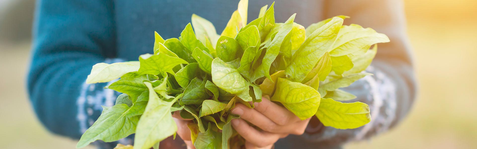 Hands holding a bundle of greens.