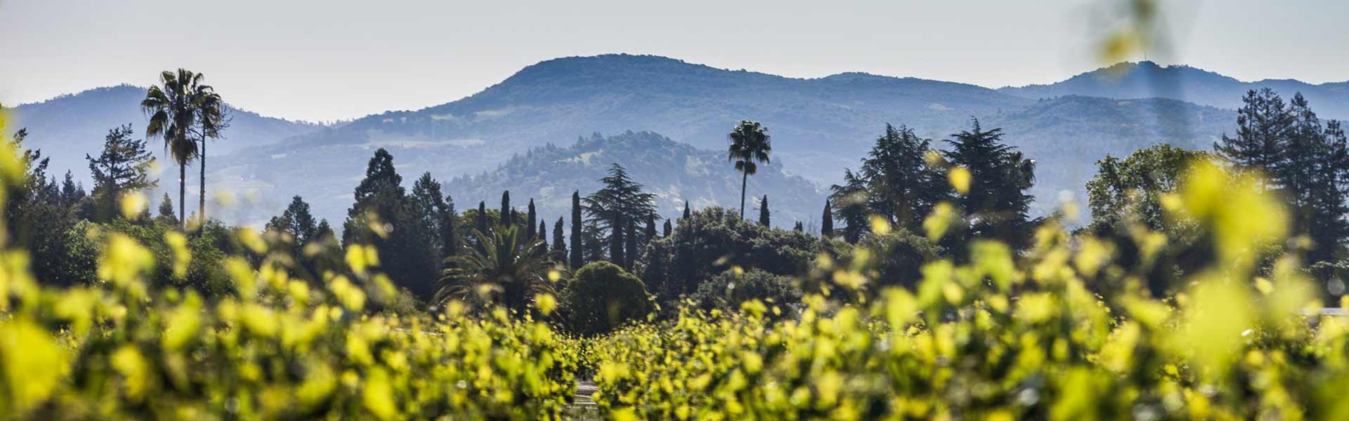 Napa Valley vineyard with mountains in the background.