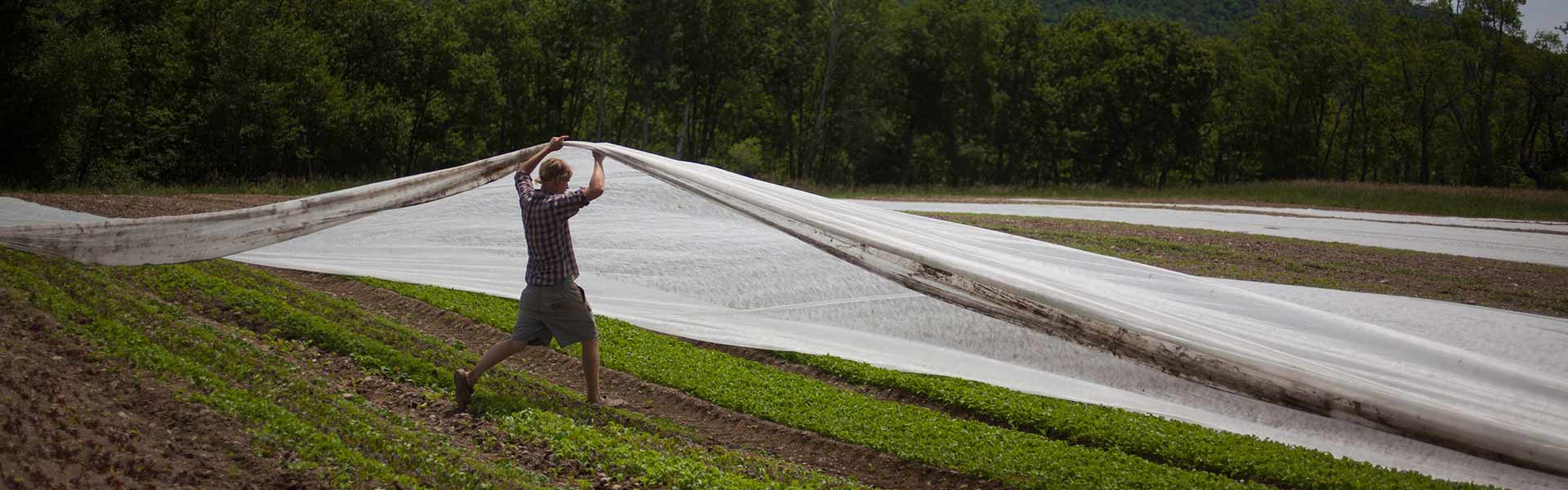 Farmer lifting a large tarp over crops on a farm.