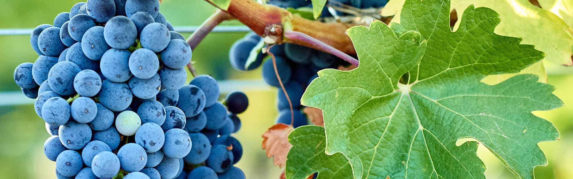 Close up of wine grapes in a vineyard.