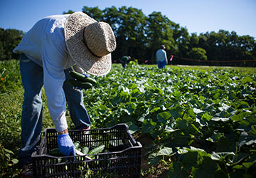 Farmer collecting greens in a field.