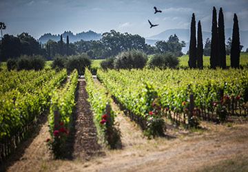 Rows of wine grapes in a vineyard.